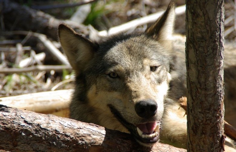 Lobos en el estado de Washington