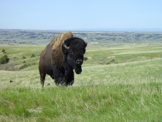 Más espacio para los bisontes de las Badlands