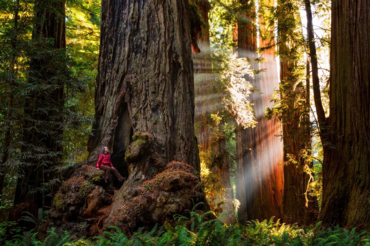 Los parques nacionales y estatales de los Redwoods